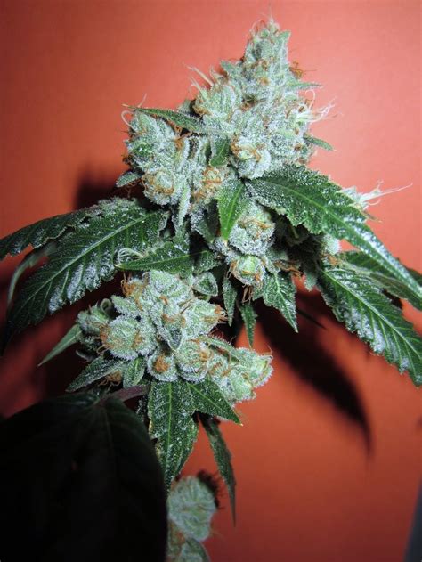 king louis xiii strain effects.